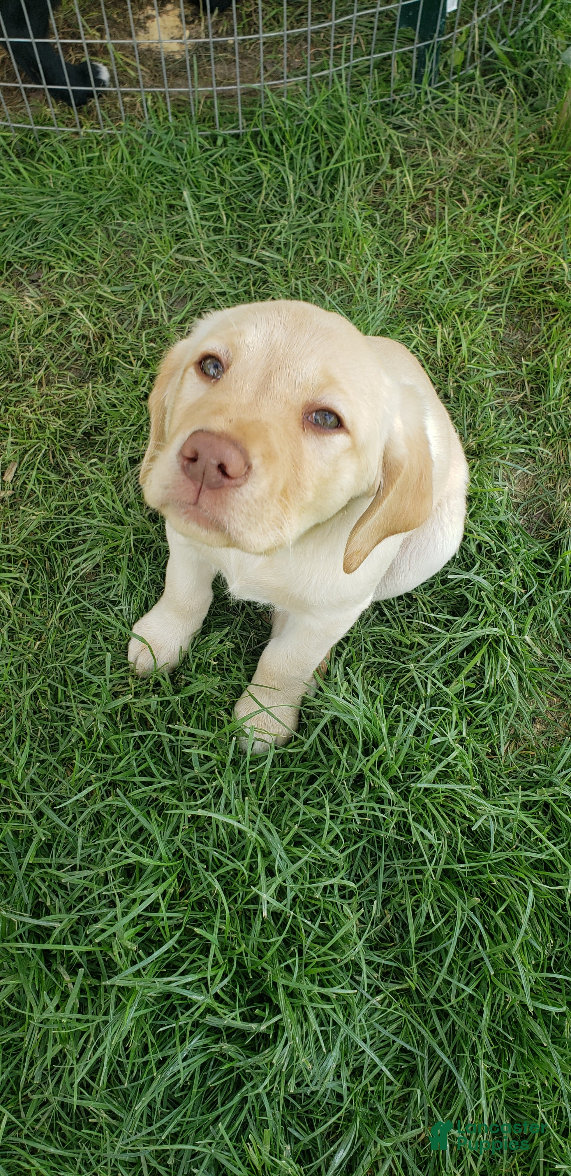 Labradoodle dogs Daisy - Ad 25