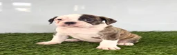 Olde English Bulldogge dogs for sale: Molly - Ad 2