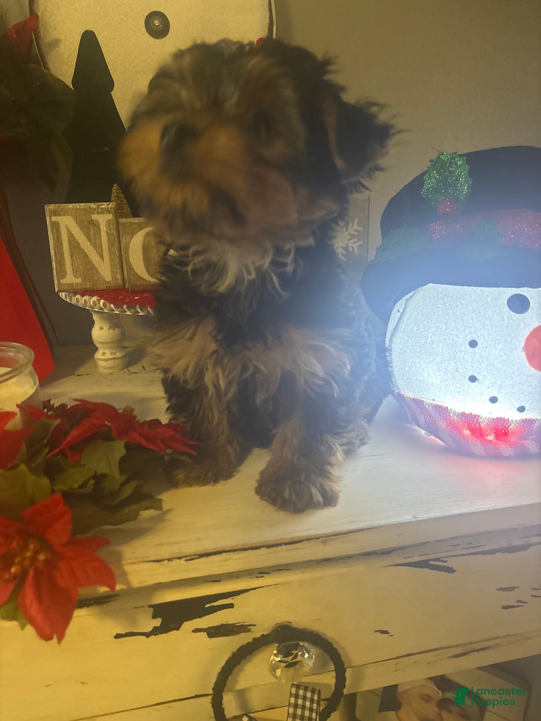 Yorkshire Terrier dogs for sale: Yorkshire Terrier juno - Ad 8