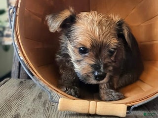 Yorkshire Terrier dogs Sublime - Ad 26