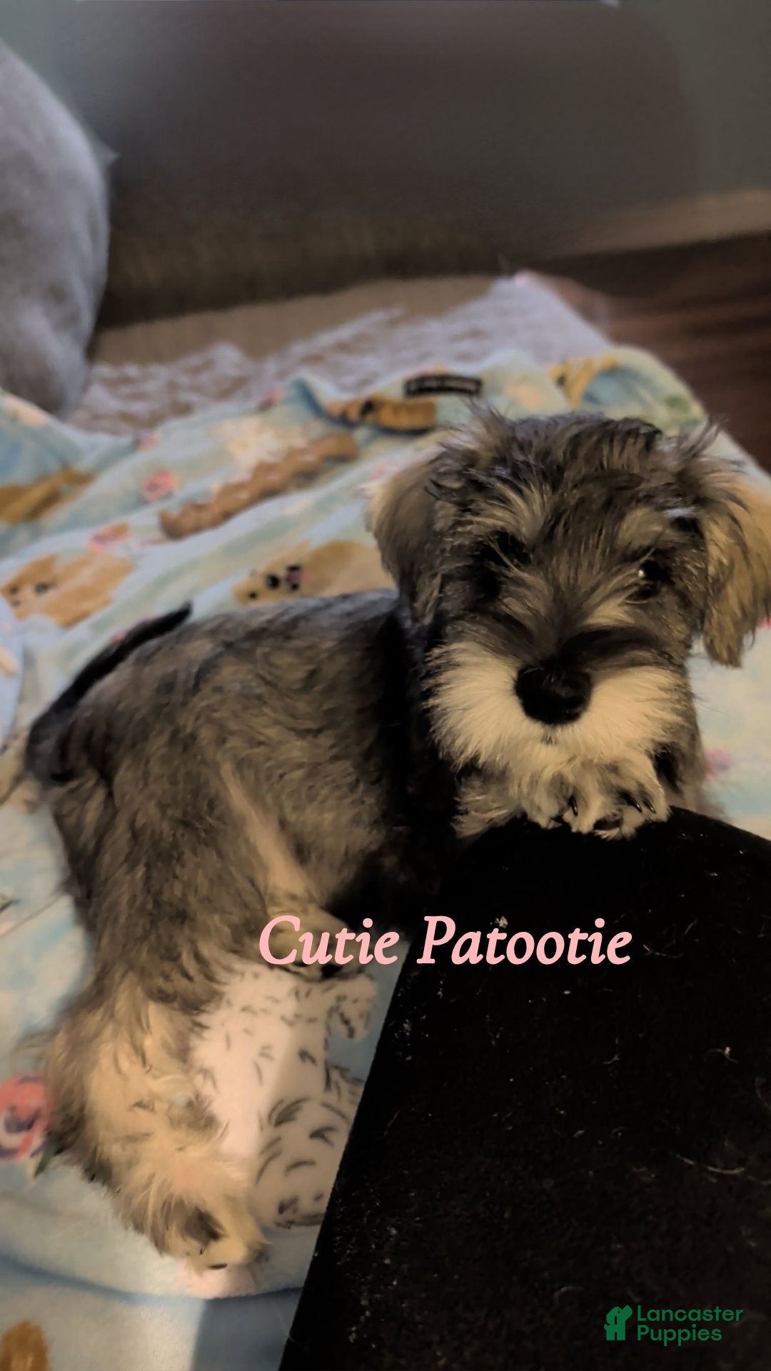 Miniature Schnauzer dogs Cutie Patootie - Ad 12
