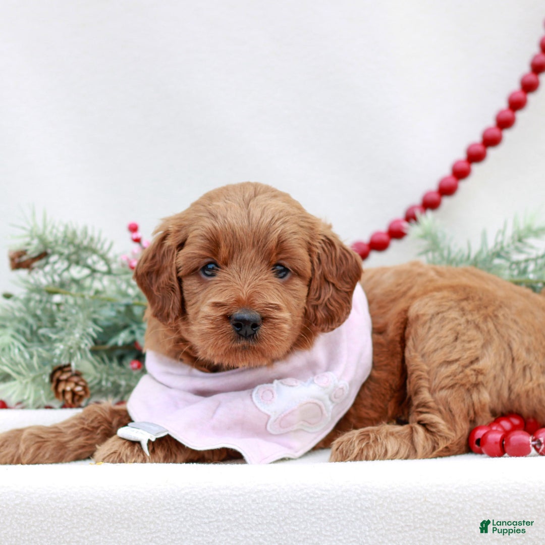 Mini Goldendoodle dogs for sale: Bailey  - Ad 1