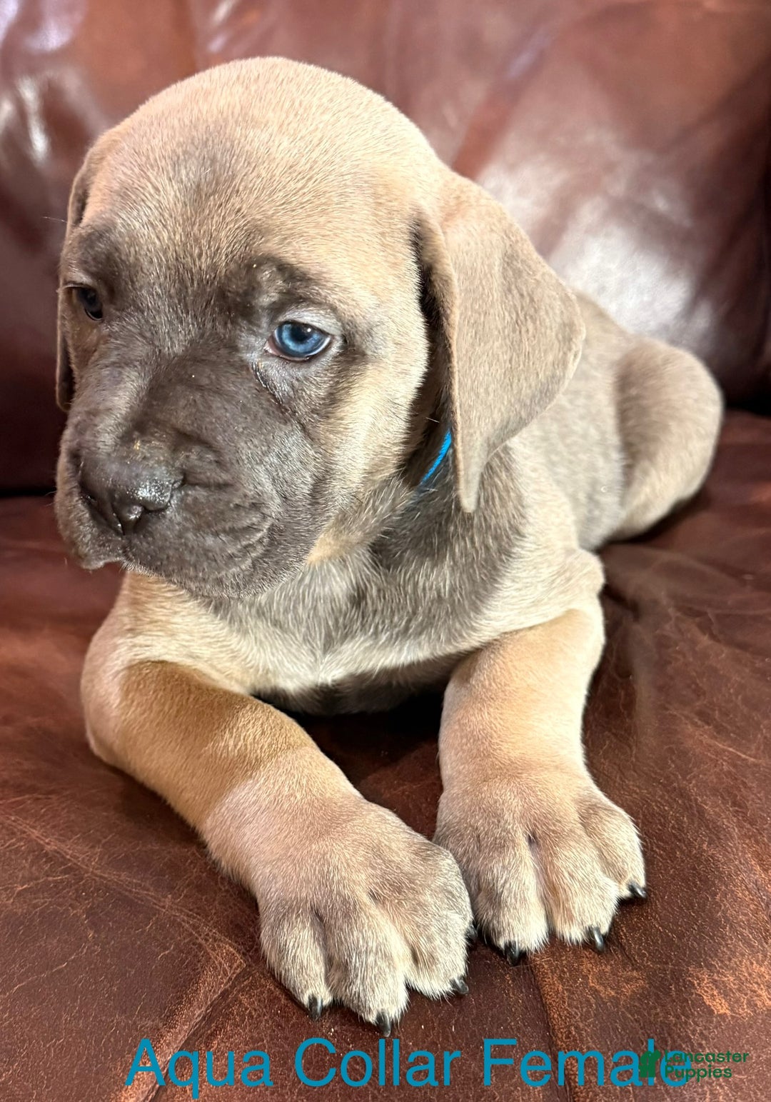Cane Corso dogs for sale: Aqua Collar  F Cane Corso Puppy  - Ad 2
