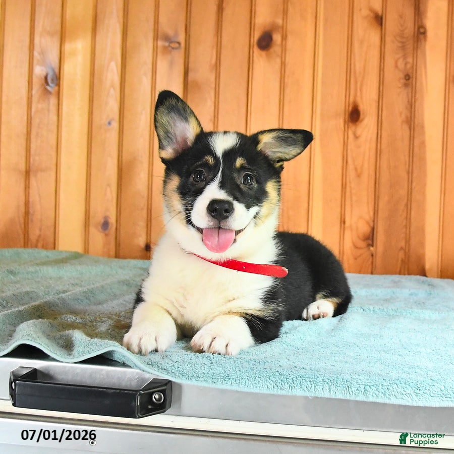 Welsh Corgi Pembroke dogs Jada - Ad 1