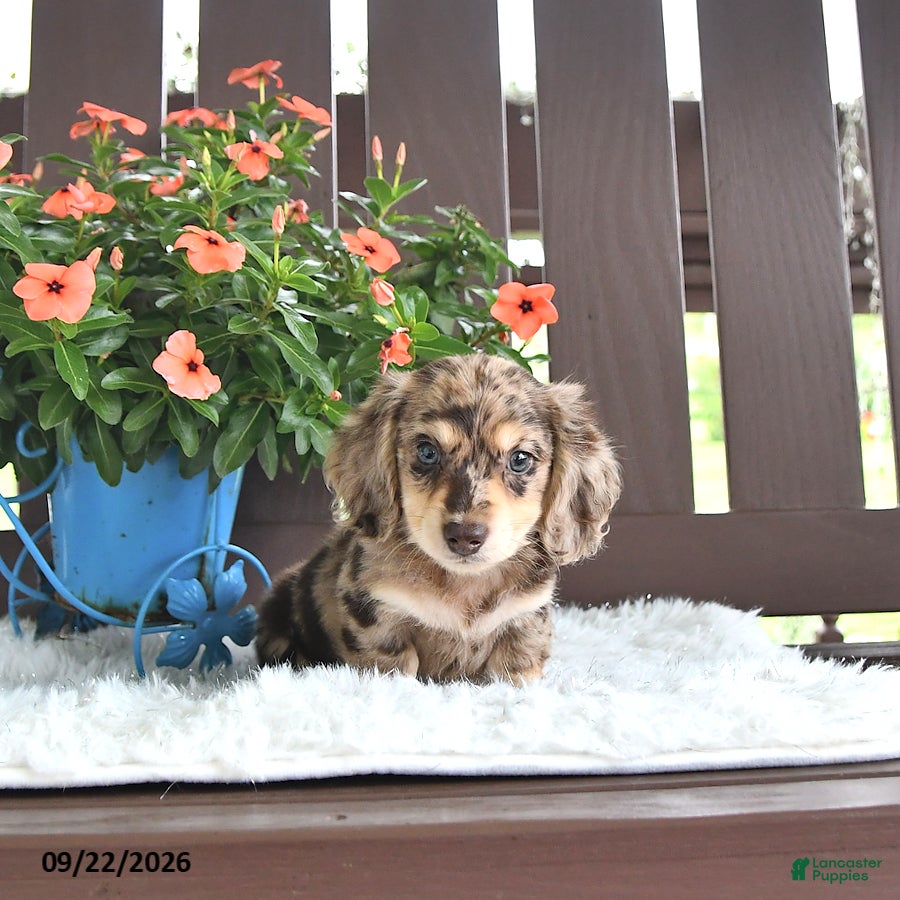 Miniature Dachshund dogs Karlo - Ad 2