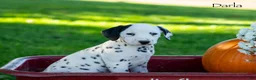 Dalmatian dogs for sale: Darla - Ad 4