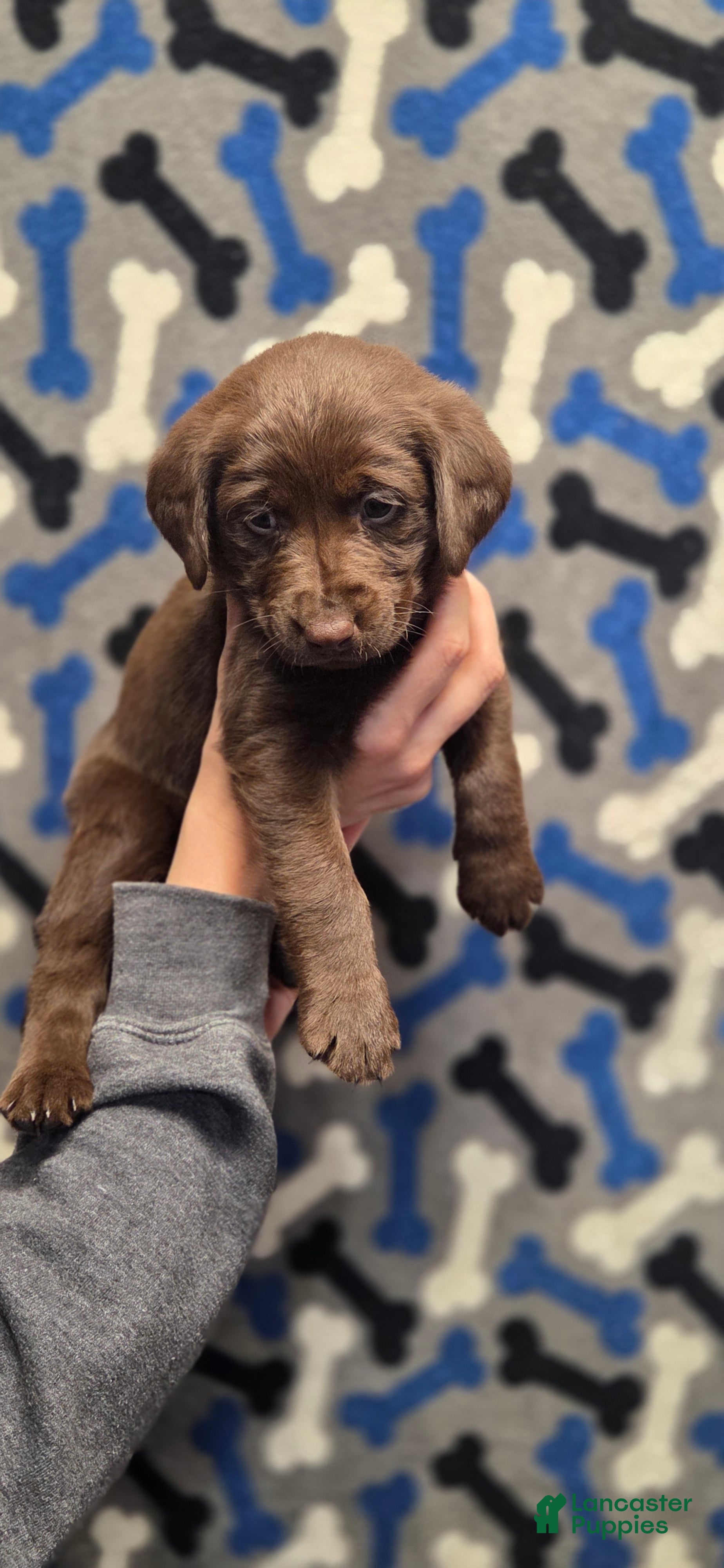 Labrador Retriever dogs Isabella - Ad 17