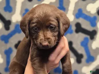 Labrador Retriever dogs Isabella - Ad 17