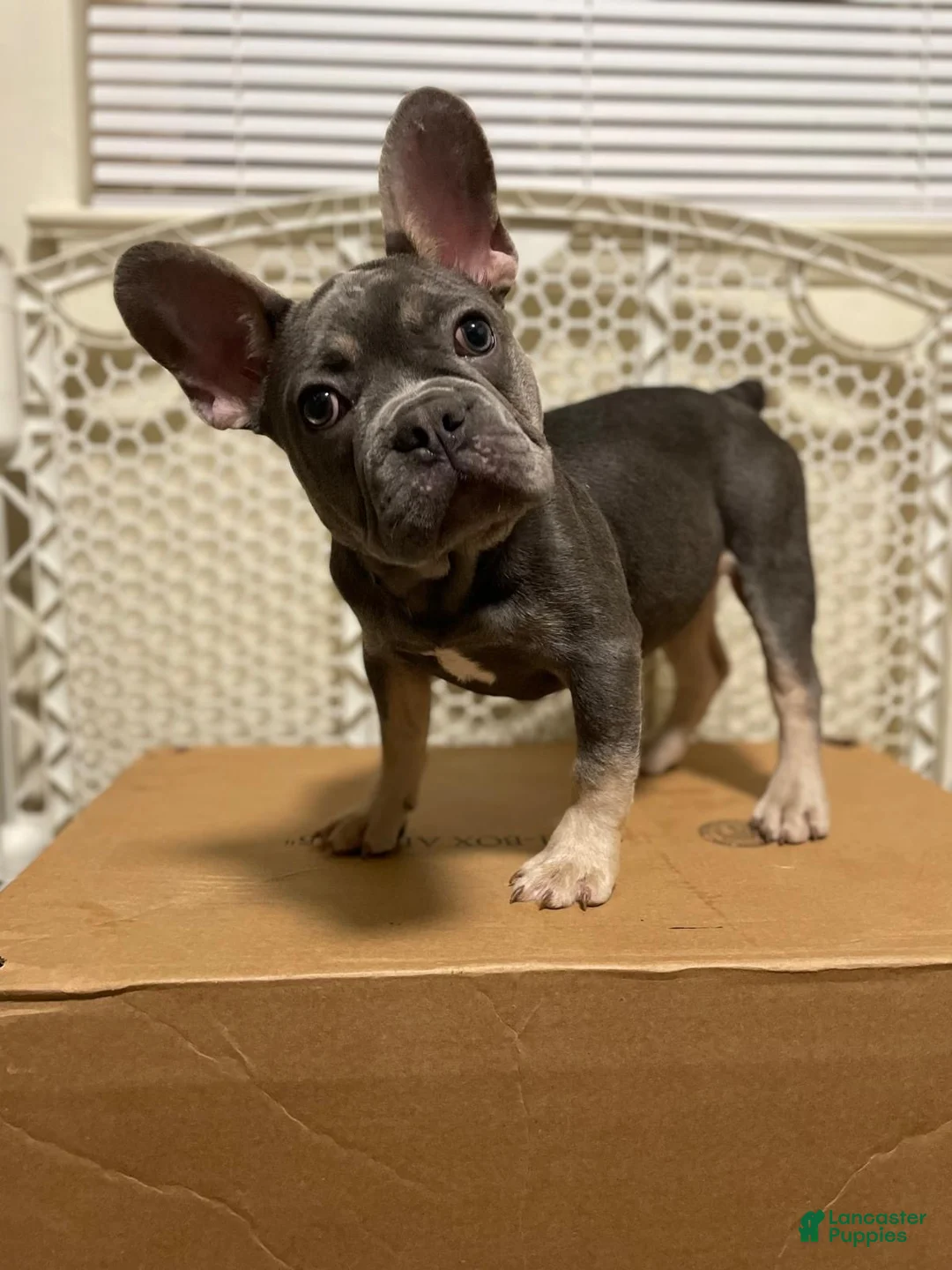 French Bulldog dogs for sale: Puppy Oliver - Ad 4