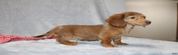 Miniature Dachshund dogs for sale: Archie  - Ad 9