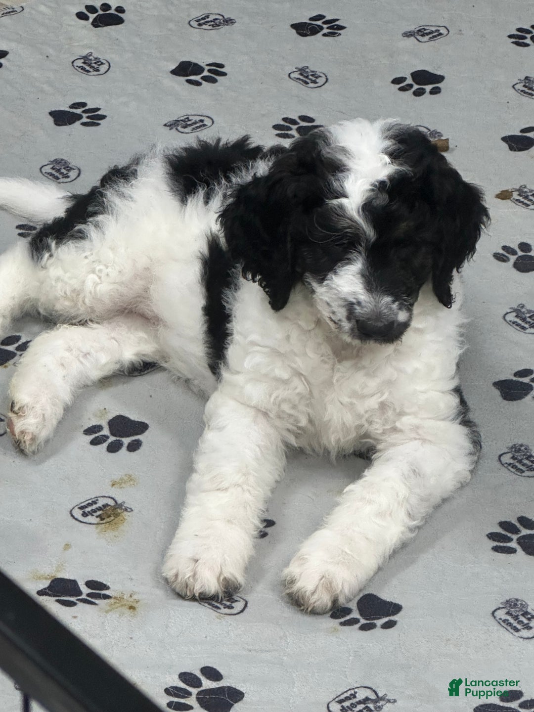 Goldendoodle dogs for sale: Goldendoodle Puppy 1 - Ad 3