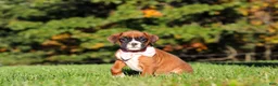 Boxer dogs for sale: Roxy - Ad 4