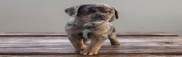Puggle dogs for sale: Mocha - Ad 2