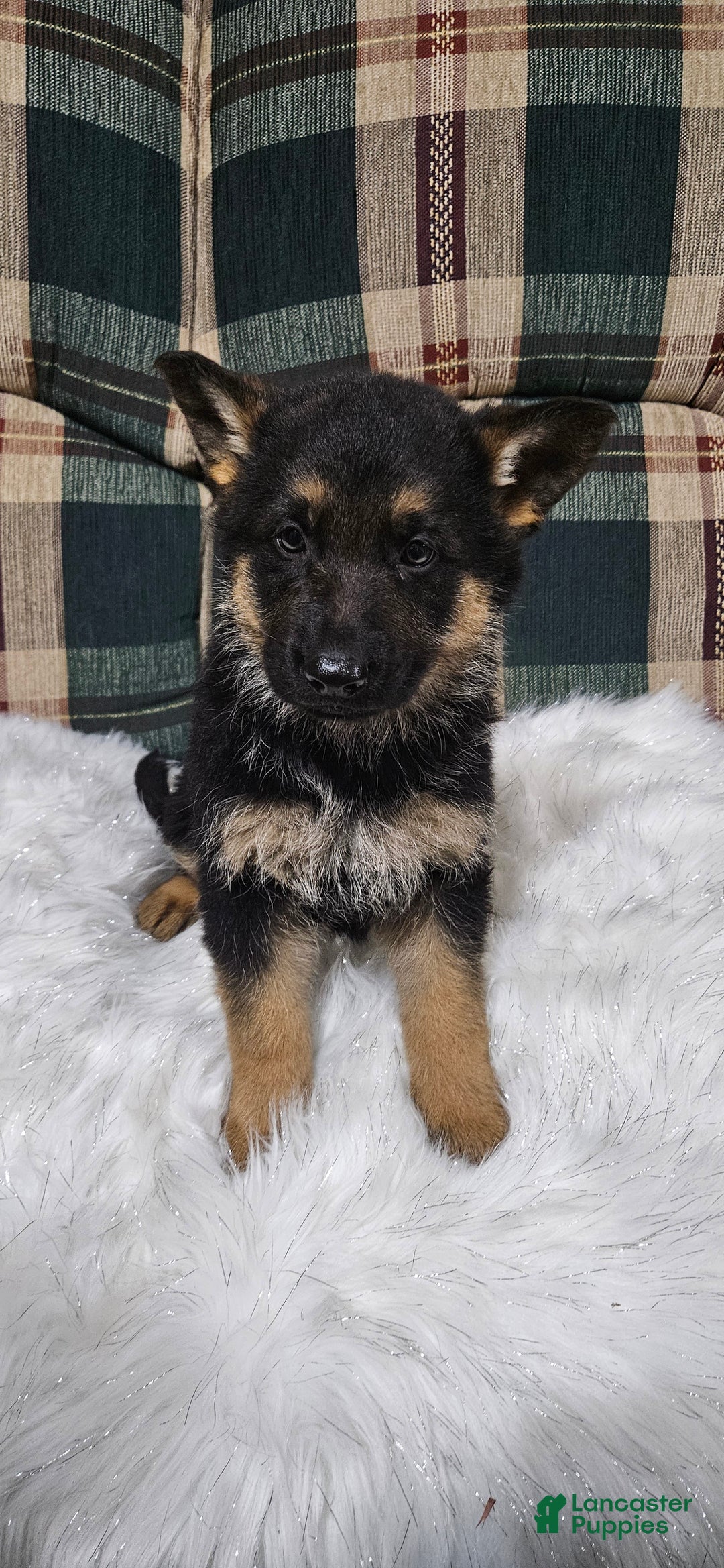 German Shepherd dogs for sale: Finn - Ad 4