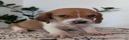 Mixed Breed dogs for sale: Pete - Ad 8