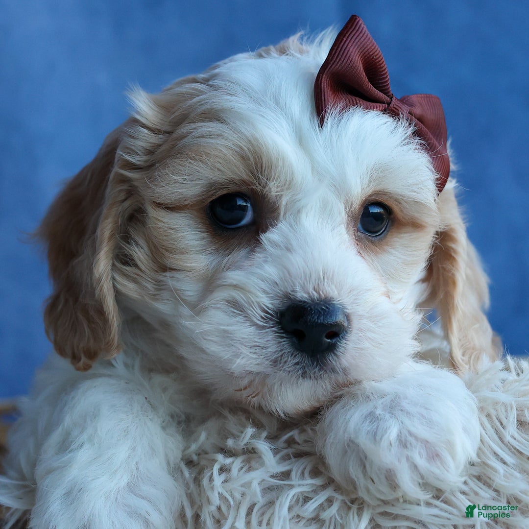 Cavachon dogs for sale: LONNIE - Ad 16