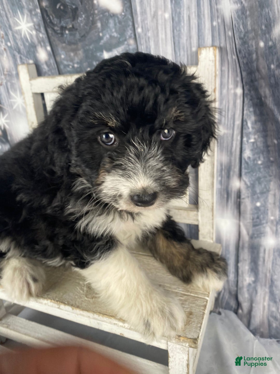Aussiedoodle dogs for sale: Bella - Ad 1