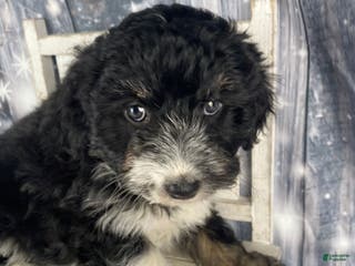 Aussiedoodle dogs Bella - Ad 36