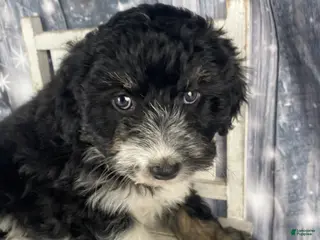 Aussiedoodle dogs Bella - Ad 19