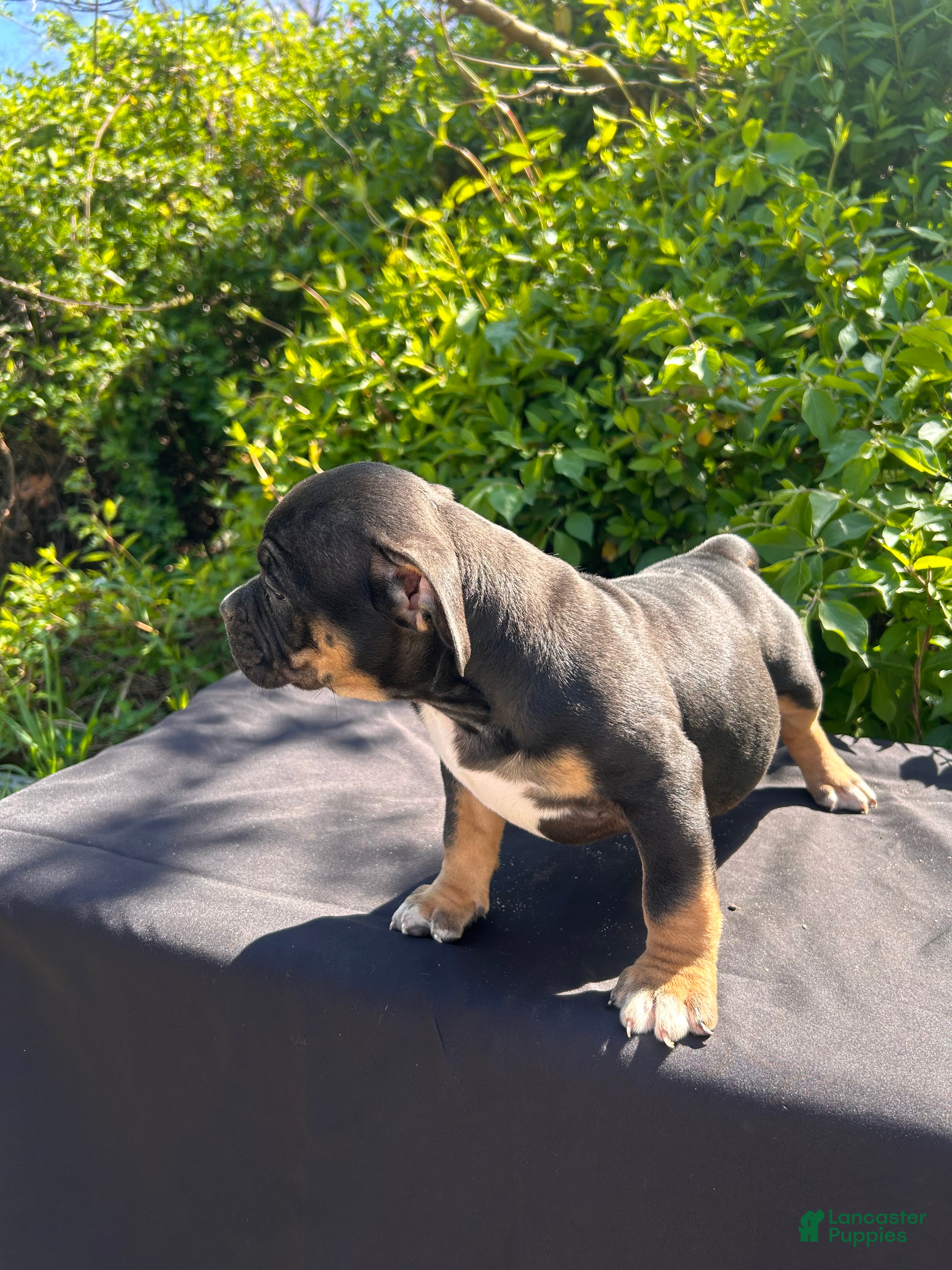American Bully dogs London - Ad 2