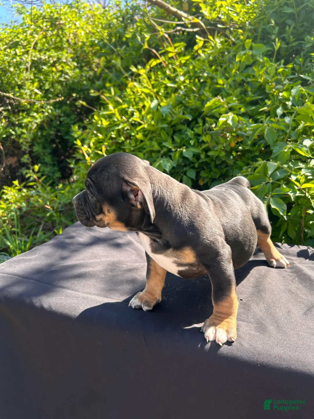 American Bully dogs for sale: London - Ad 2