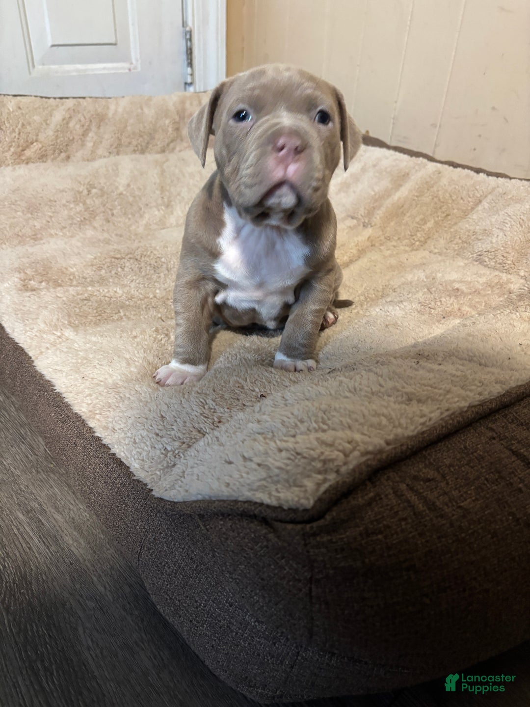 American Pit Bull Terrier dogs for sale: American Pit Bull Terrier Puppy 1 - Ad 5