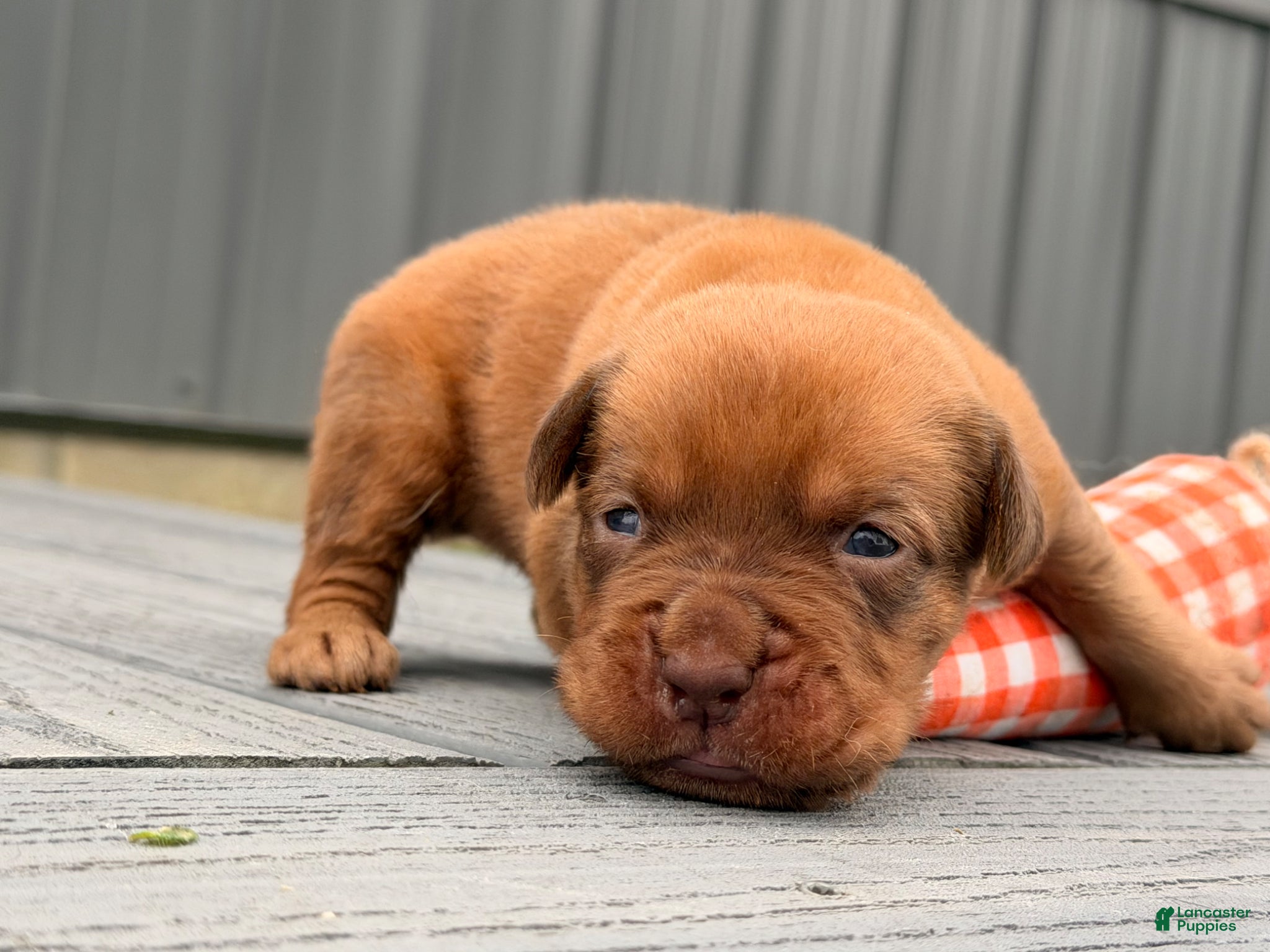Dogue De Bordeaux dogs for sale: Burkin - Ad 6