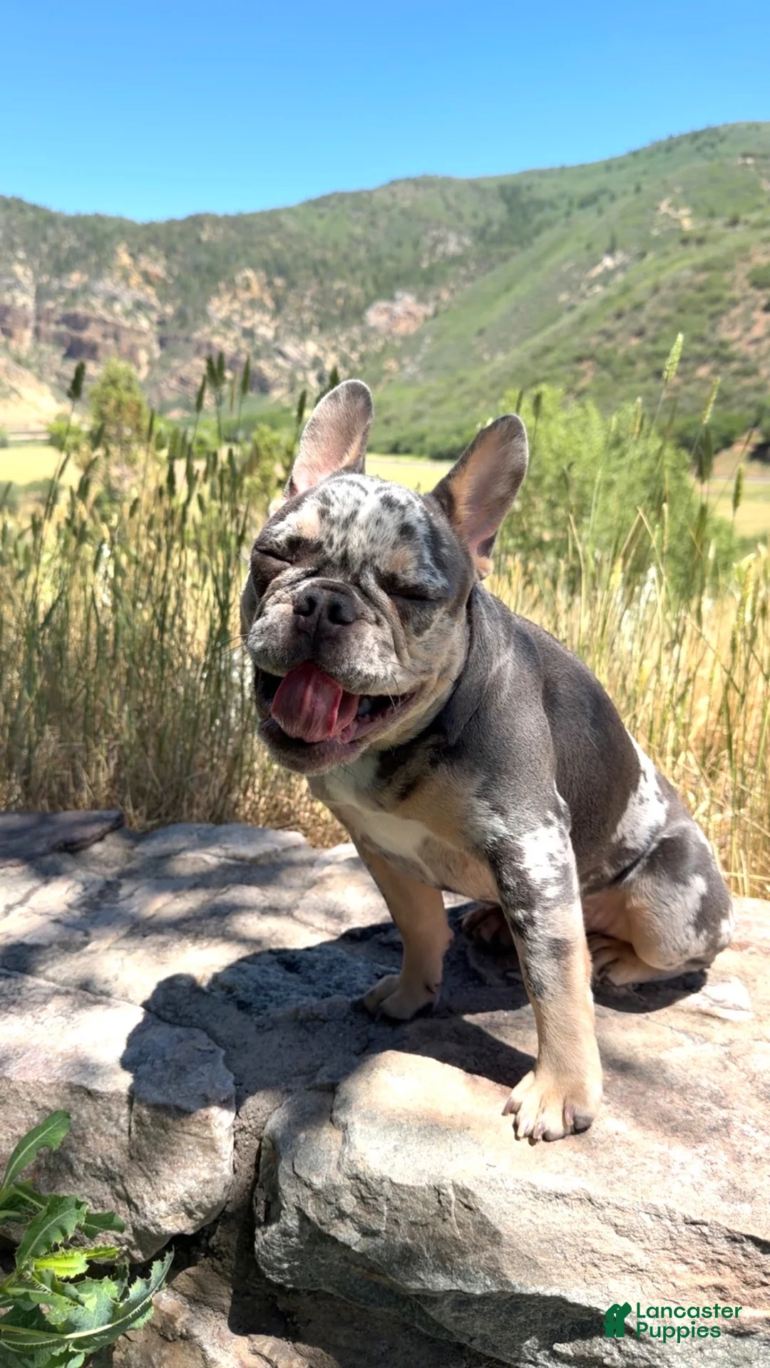 French Bulldog dogs for sale: French Bulldog 1 - Ad 2