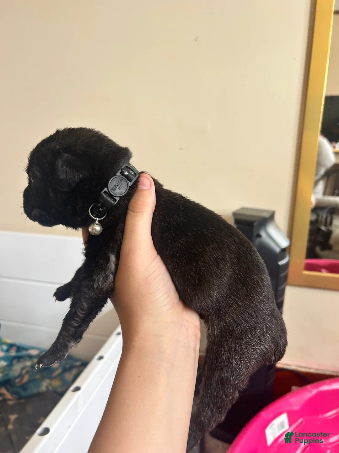 Cane Corso dogs for sale: Moon - Ad 2