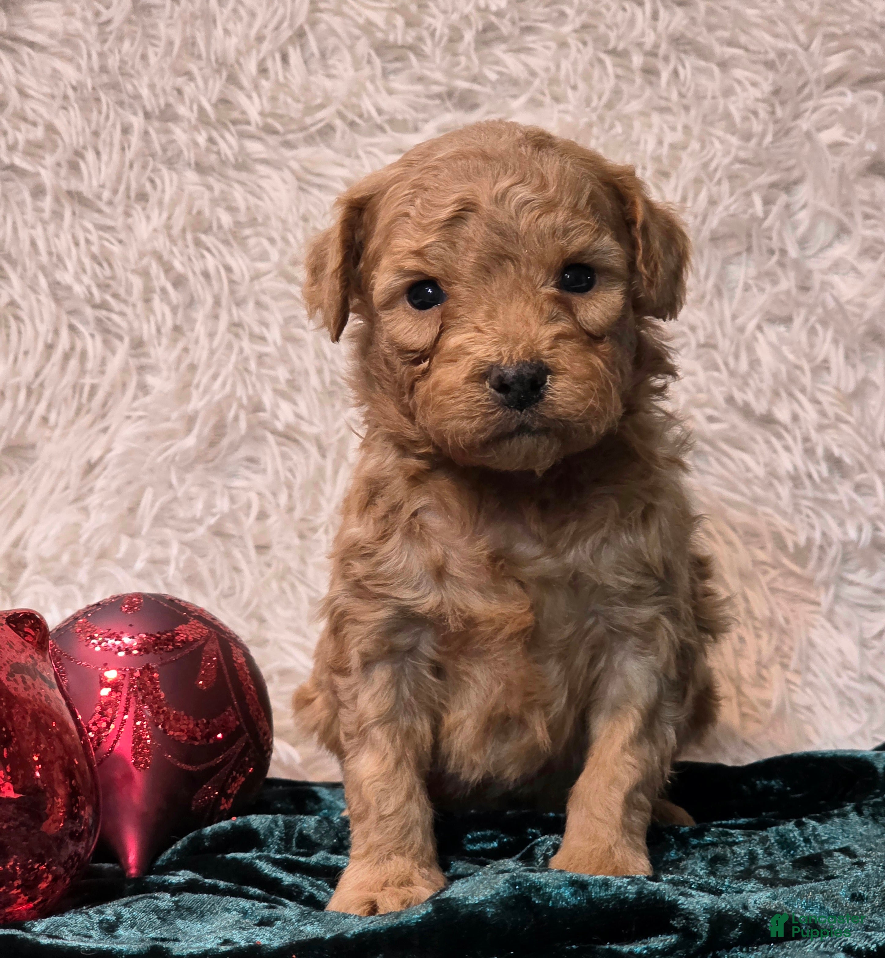 Mini Goldendoodle dogs Star - Ad 2