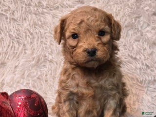 Mini Goldendoodle dogs Star - Ad 31