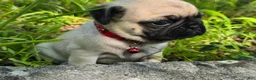 Pug dogs for sale: Moe - Ad 10