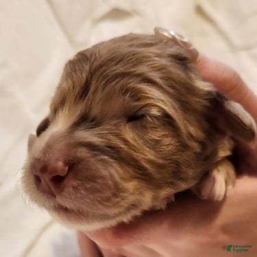 Mini Aussiedoodle dogs Ginger Female Red Merle with White Accents - Ad 2