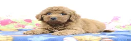 Mini Goldendoodle dogs for sale: Fallon - Ad 4