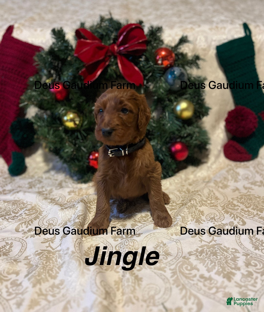 Irish Doodle dogs for sale: Jingle - Ad 3