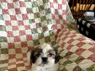Shih Tzu dogs Luna - Ad 40