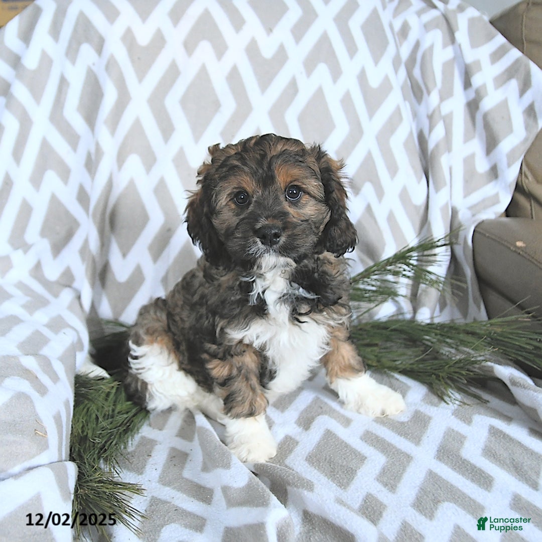 Cavapoo dogs for sale: Santa   - Ad 2