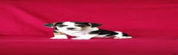 Beabull dogs for sale: Sally - Ad 6