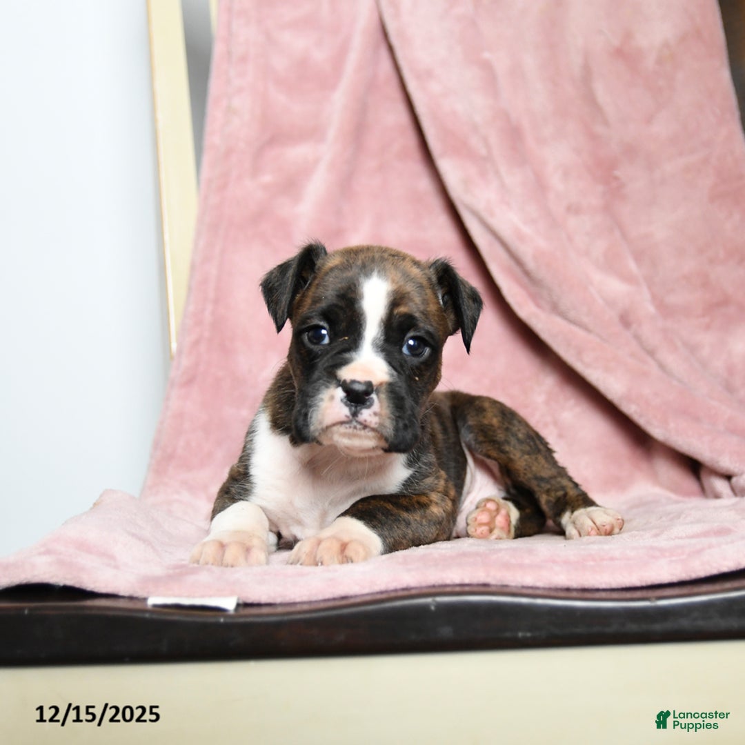 Boxer dogs for sale: Lawson - Ad 4