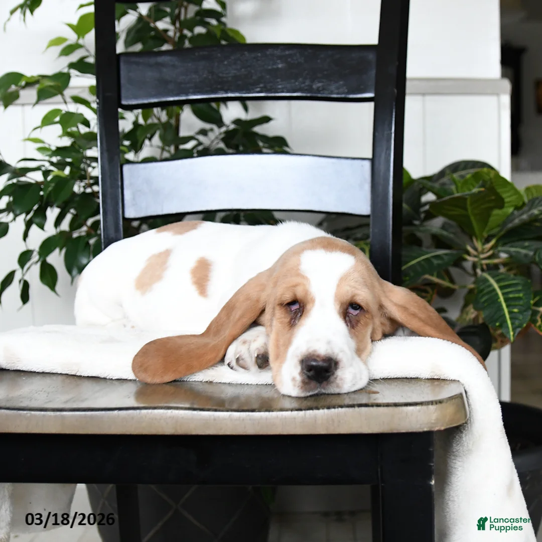 Basset Hound dogs for sale: Juliet - Ad 2