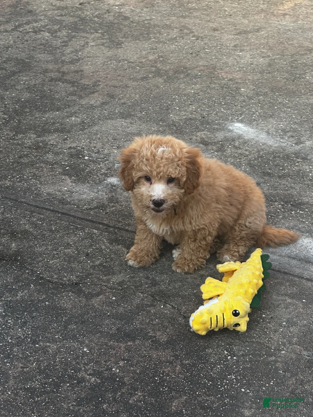 Bichpoo dogs for sale: Bichpoo Puppy 1 - Ad 1