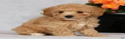 Bichpoo dogs for sale: Gina - Ad 4