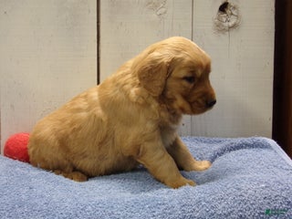 Golden Retriever dogs Obadiah - Ad 33