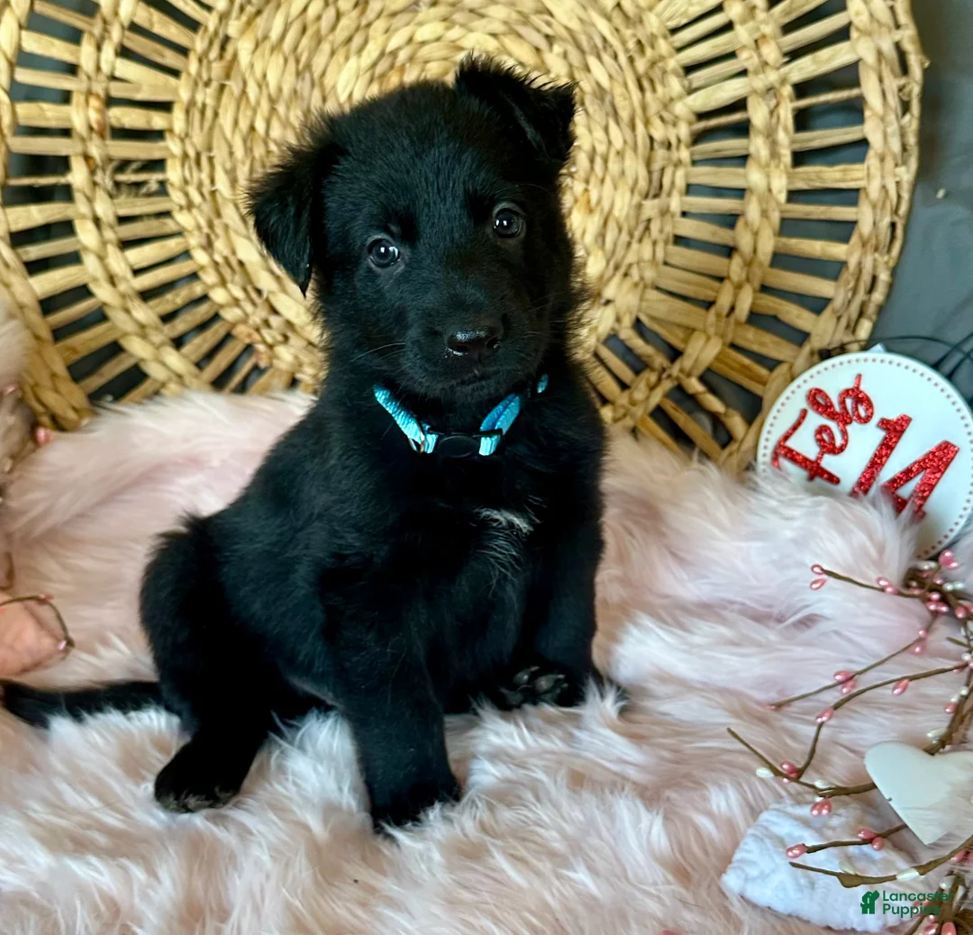 German Shepherd dogs for sale: Clover - Ad 8