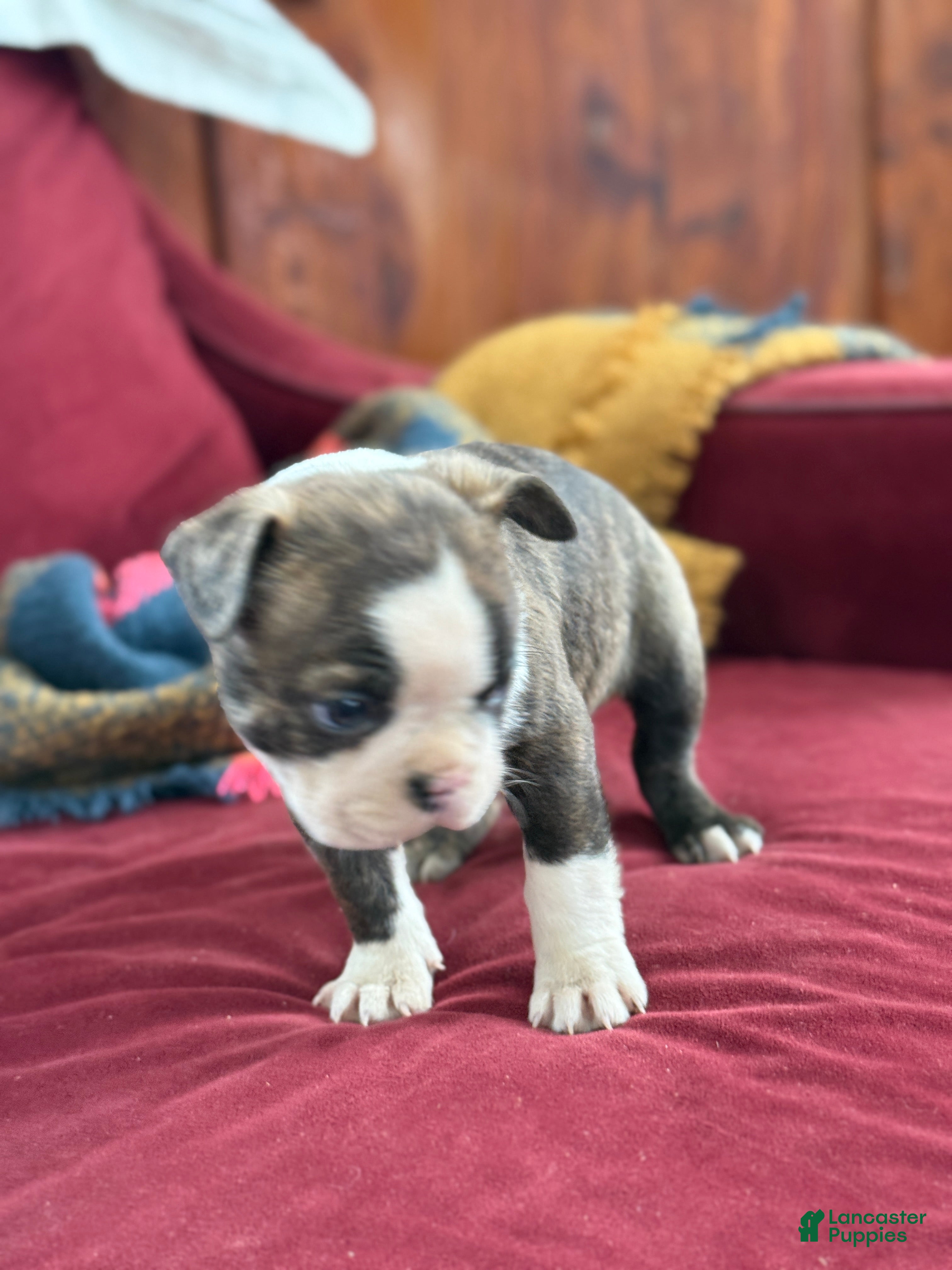 Boston Terrier dogs Benji - Ad 2