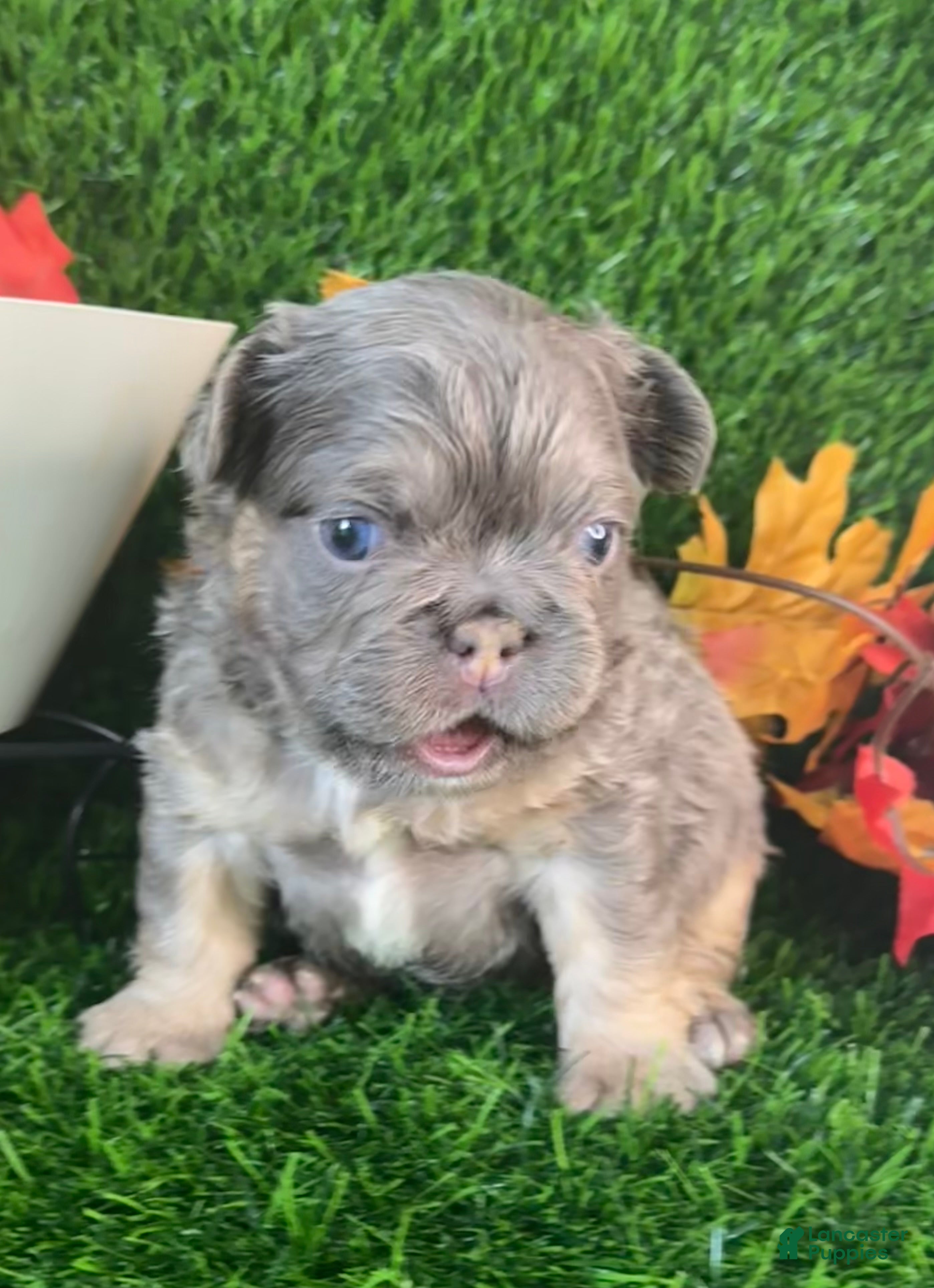 French Bulldog dogs Mr. Flapjack - Ad 1