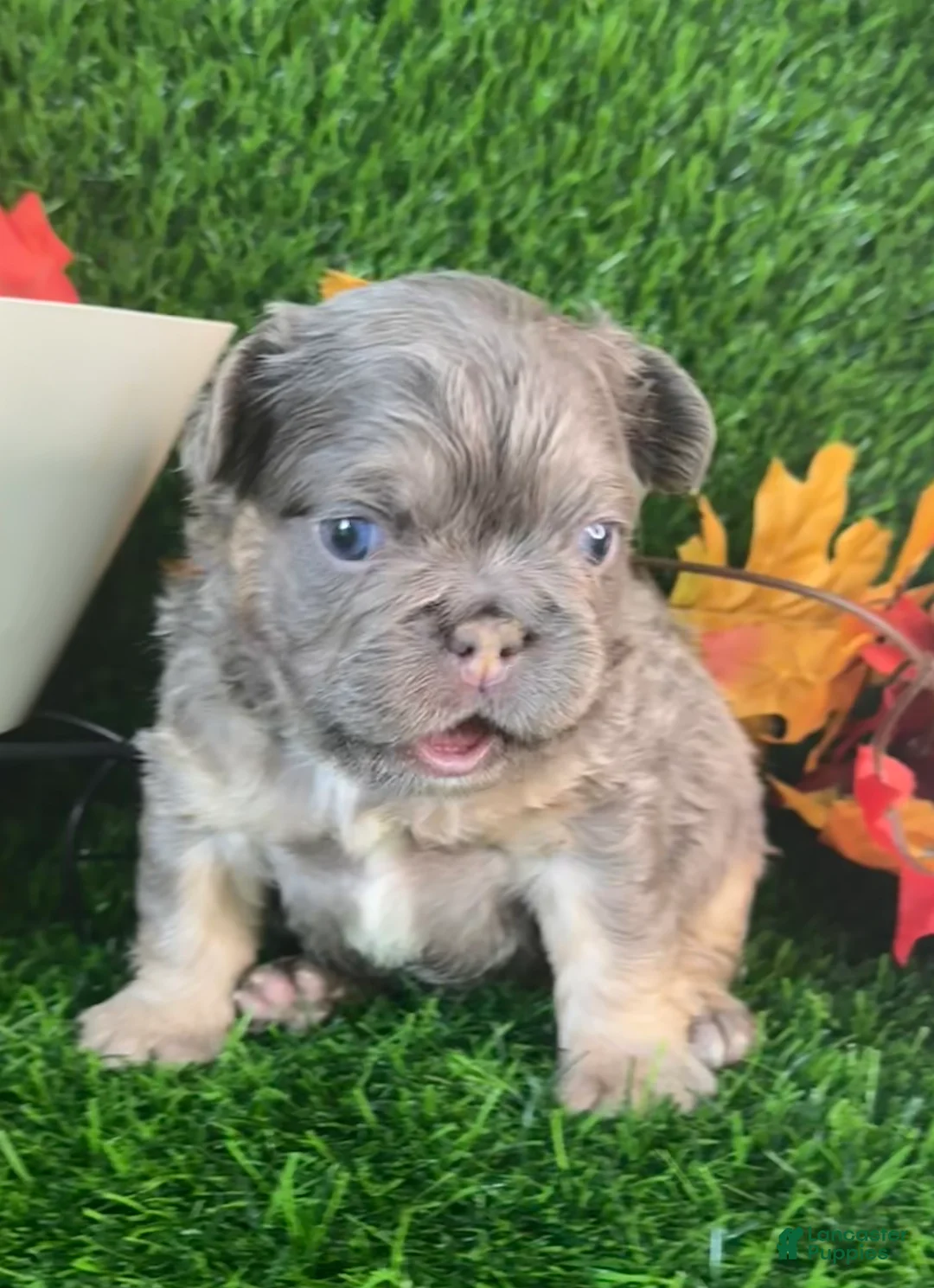 French Bulldog dogs for sale: Mr. Flapjack - Ad 1