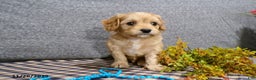 Cavapoo dogs for sale: Pepsi - Ad 5