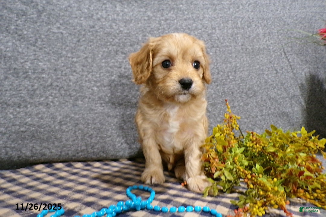 Cavapoo dogs for sale: Pepsi - Ad 5