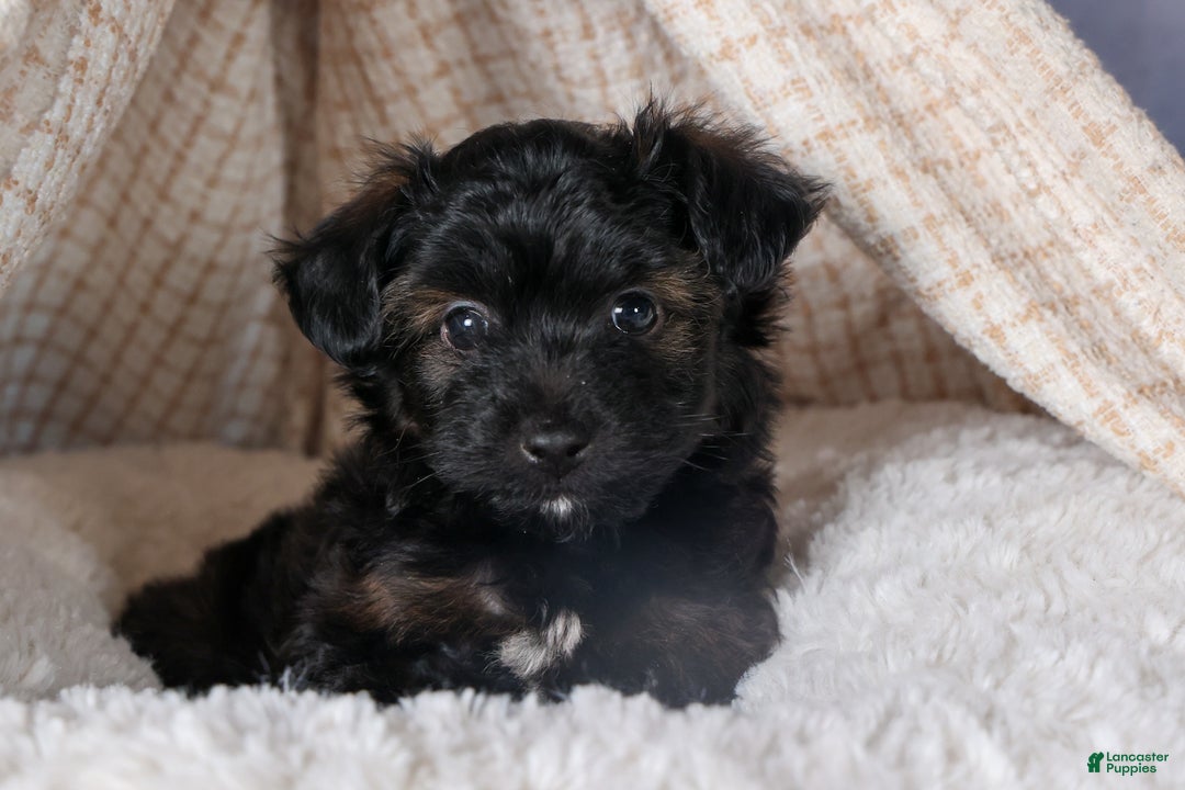 Mini Aussiedoodle dogs for sale: Snickers - Ad 20